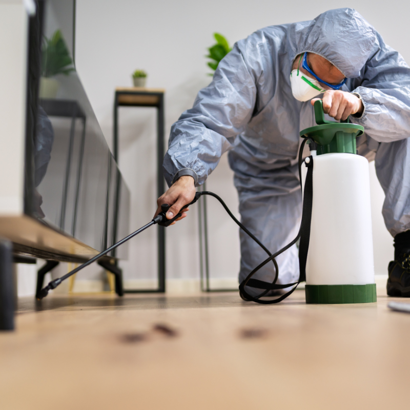 Pest Exterminator Noida